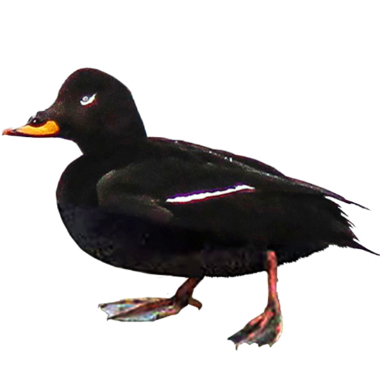 Velvet Scoter Duck